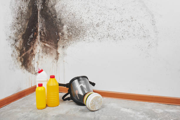 Best Post-Flood Mold Remediation in Wilburton, OK