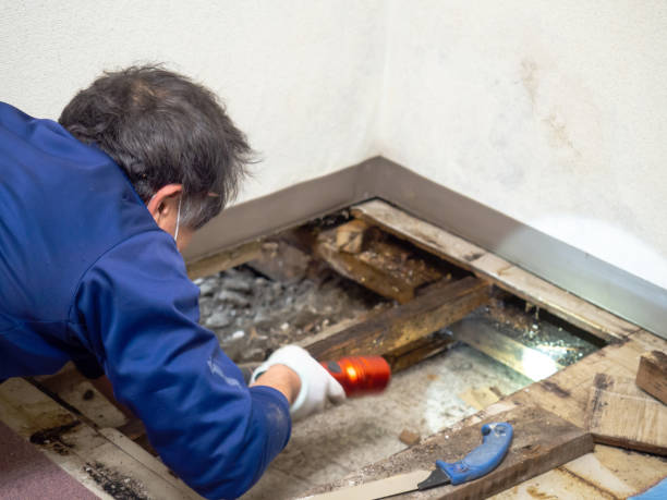 Best DIY Mold Remediation Support Services in Wilburton, OK