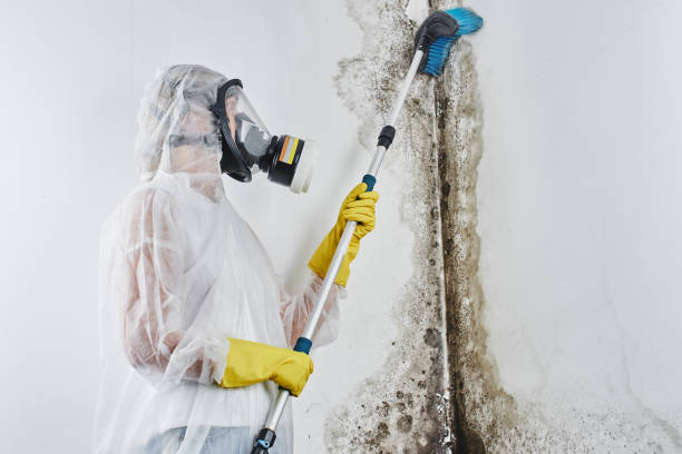 Reliable Wilburton, OK Mold Remediation Solutions