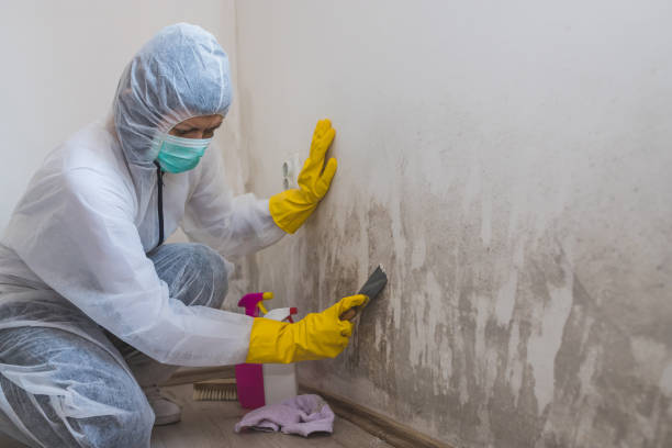 Best Commercial Mold Remediation in Wilburton, OK