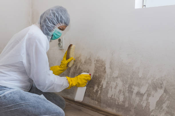 Best Black Mold Remediation in Wilburton, OK