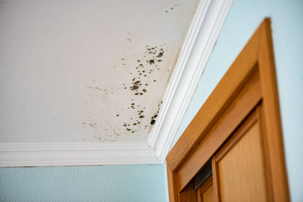 Best White Mold Remediation in Wilburton, OK