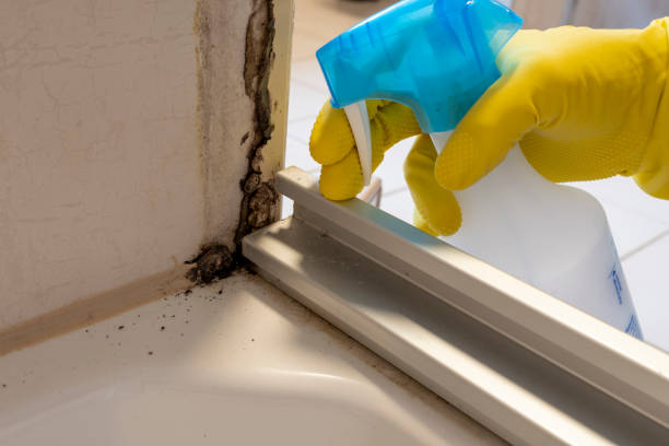 Best Basement Mold Remediation in Wilburton, OK