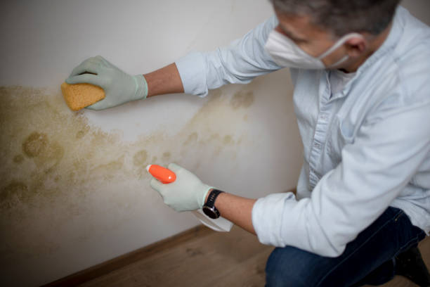 Best Localized Mold Remediation (e.g., coastal areas, humid climates) in Wilburton, OK