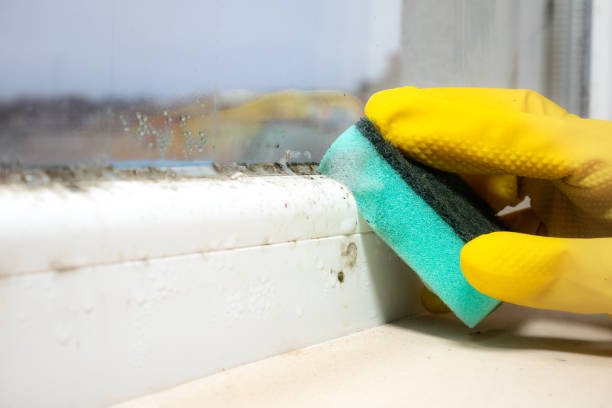 Best Preventive Mold Services in Wilburton, OK