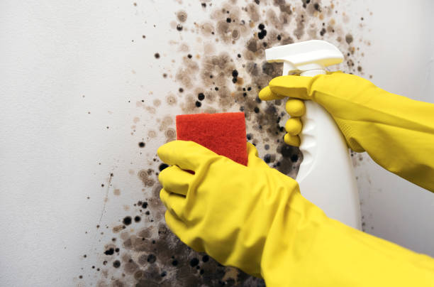 Best DIY Mold Remediation Support Services in Wilburton, OK