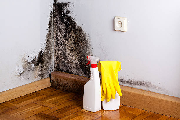  Wilburton, OK Mold Removal Pros